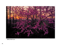 redbud