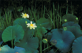 smith's bayou