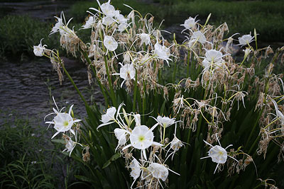 dead
            cahaba lilies