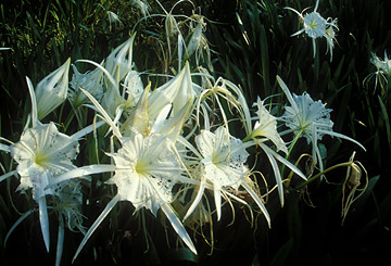 ugly cahaba lilies