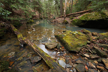 Bankhead National Forest