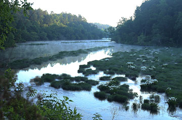 cahaba
          lilies at hargrove shoals