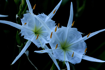 pair of cahaba
            lilies