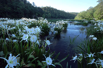 cahaba lilies at hargrove shoals