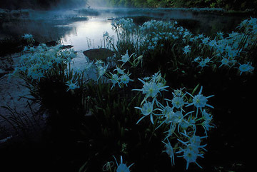 cahaba
              lilies at daybreak on hatchet creek