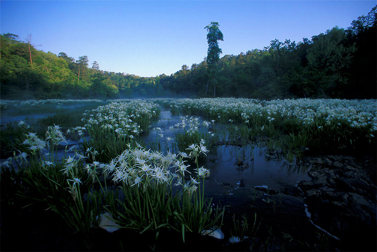 cahaba lily
          hatchet creek