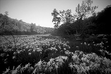 cahaba
          lilies below Kings Bridge landing