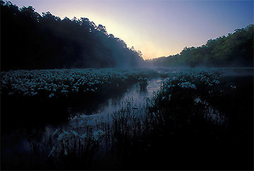 cahaba
              lilies at daybreak on hatchet creek