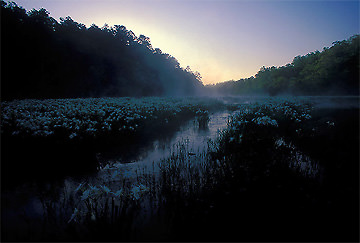 cahaba lilies
          on hatchet creek