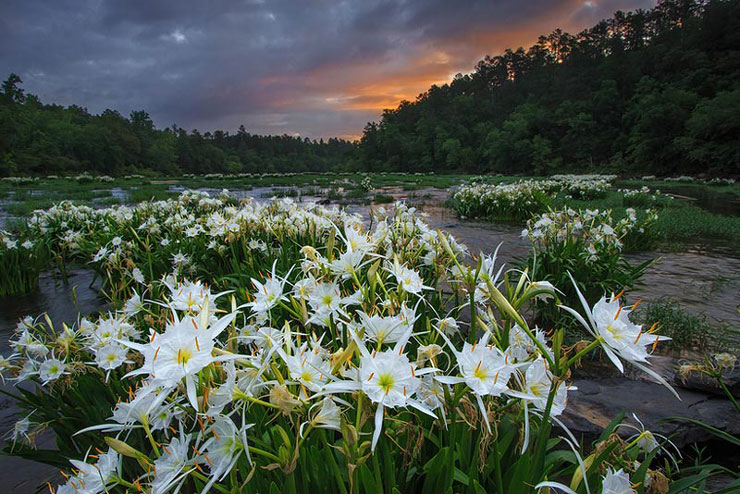 hargrove shoals by keith bozeman