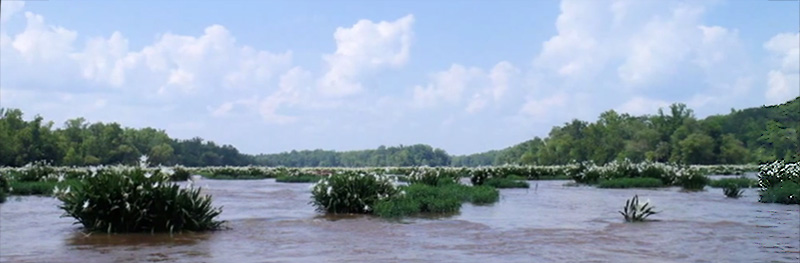 cahaba lilies on langsford canal