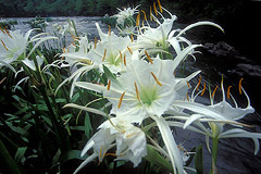 cahaba lilies