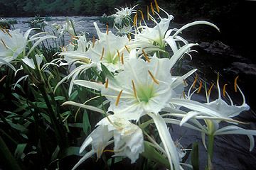 cahaha lilies on
              hatchet creek