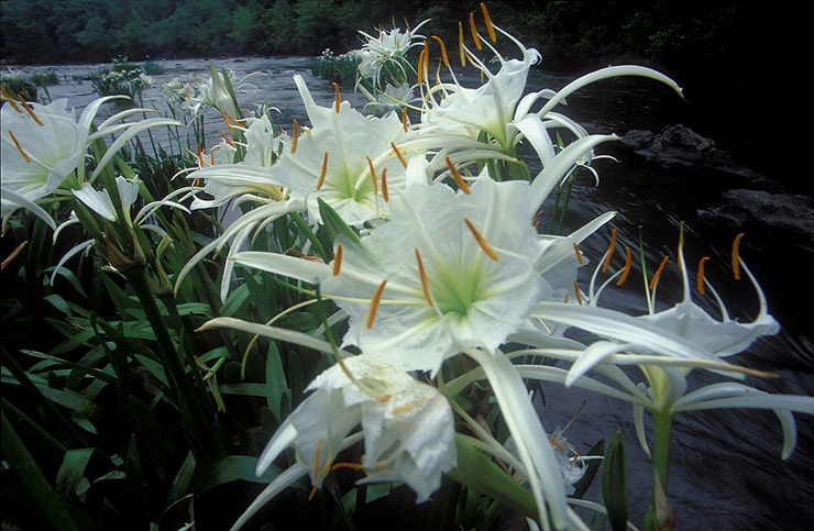 hatchet creek
          cahaba lilies