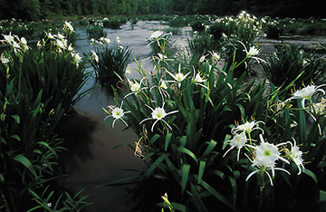 Cahaba lilies
          at Hargrove Shoals