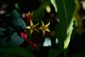 woodland
            pink root