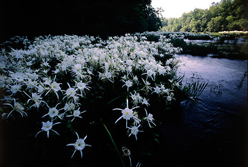 cahaba lilies