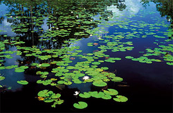 water lilies
