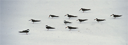 caspian terns