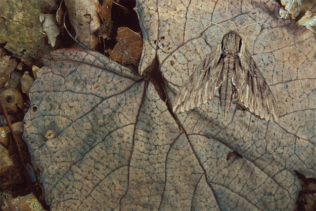 hawkmoth