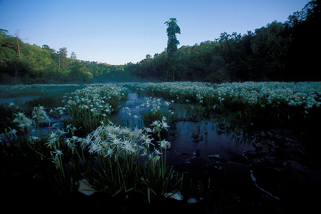 hatchet creek