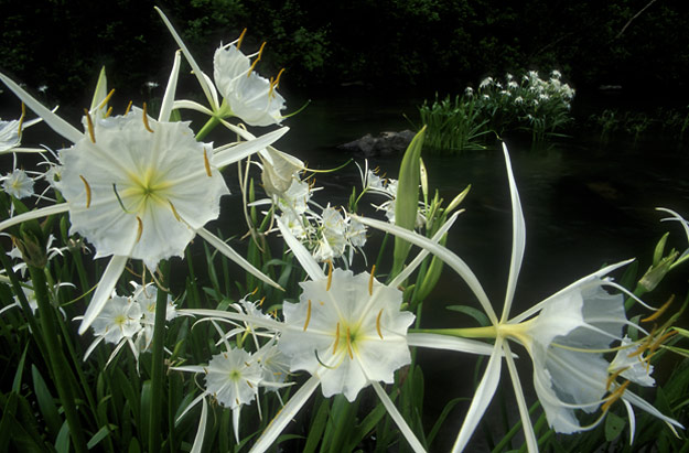 cahaba lilies