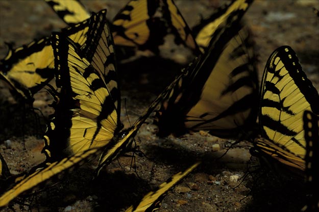 tiger swallowtails