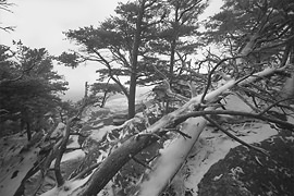 snow Cheaha