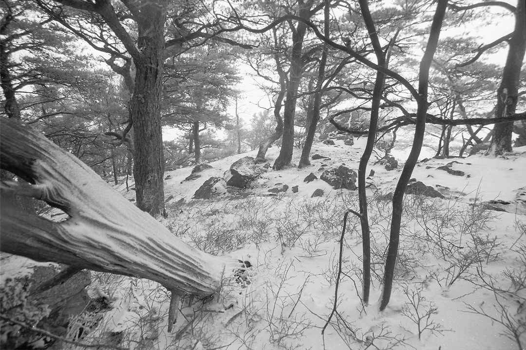 snow on Cheaha Mountain