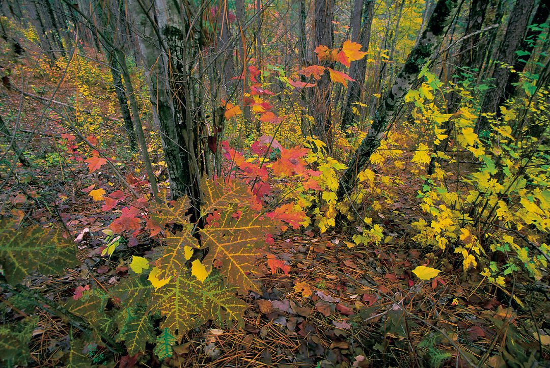 talladega national forest