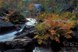 Laurel Creek - DeSoto
              State Park
