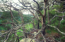 Little River Canyon Rim