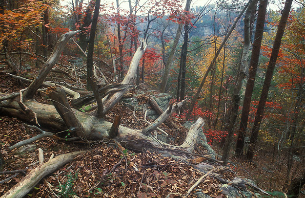 pisgah gorge rim