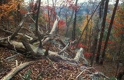 pisgah gorge