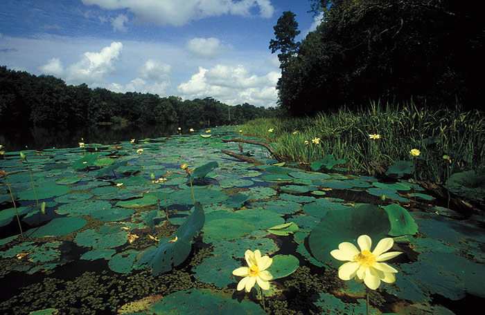 american lotus