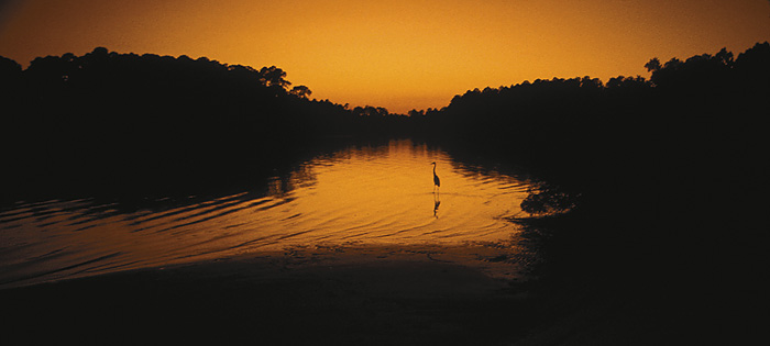 Great Blue Heron   