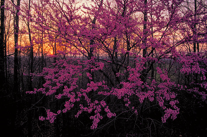 redbuds