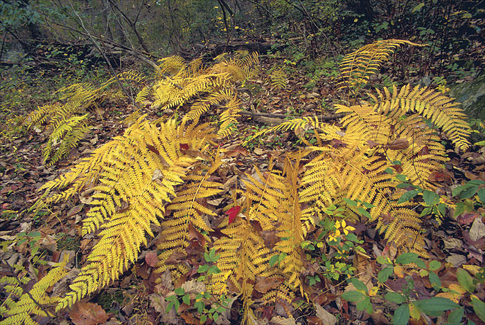 ferns